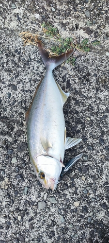 ショゴの釣果