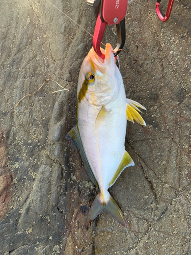 ショゴの釣果