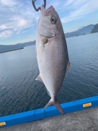 ショッコの釣果