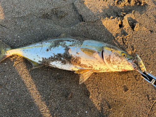 イナダの釣果