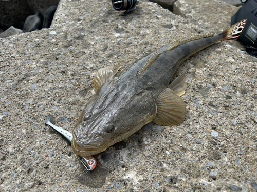 マゴチの釣果