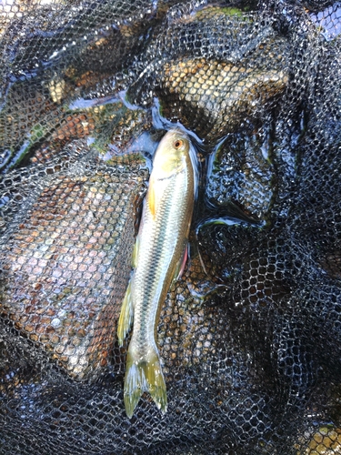 カワムツの釣果