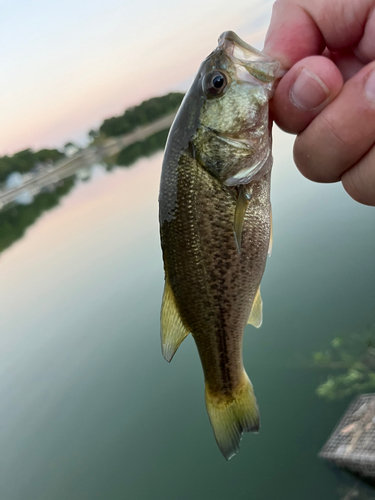 ラージマウスバスの釣果