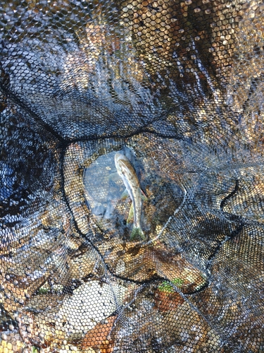 カワムツの釣果