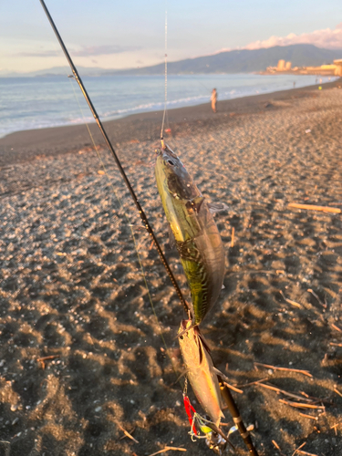 ソウダガツオの釣果