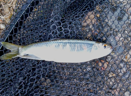 オイカワの釣果