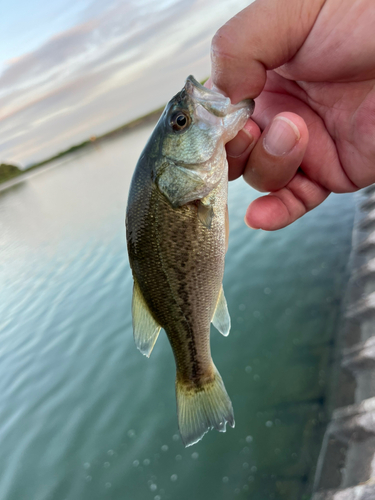 ラージマウスバスの釣果