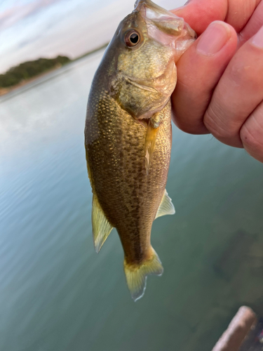 ラージマウスバスの釣果