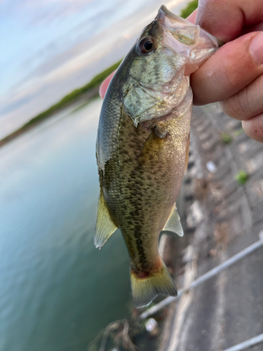 ラージマウスバスの釣果