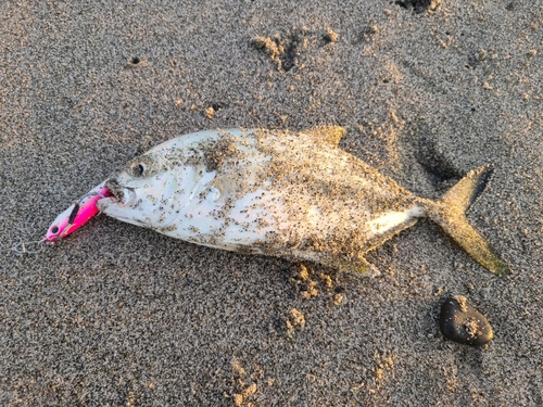 ショゴの釣果