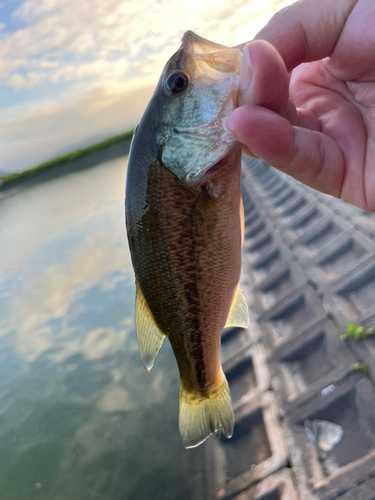 ラージマウスバスの釣果