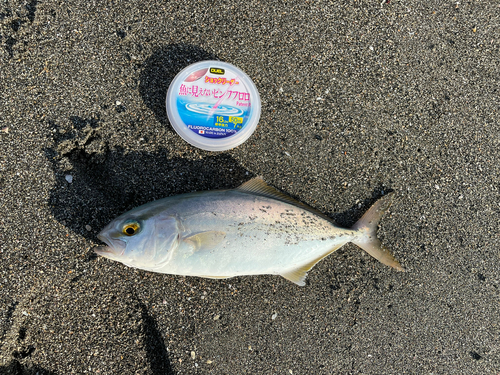 ショゴの釣果