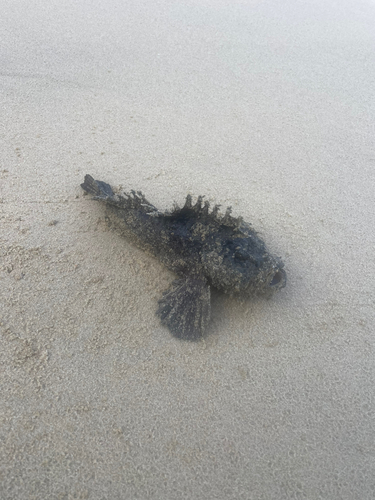 オニオコゼの釣果