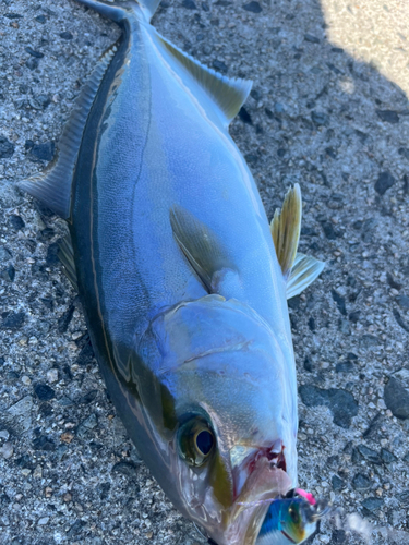 ショゴの釣果