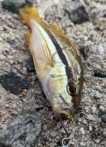 ヨコスジフエダイの釣果