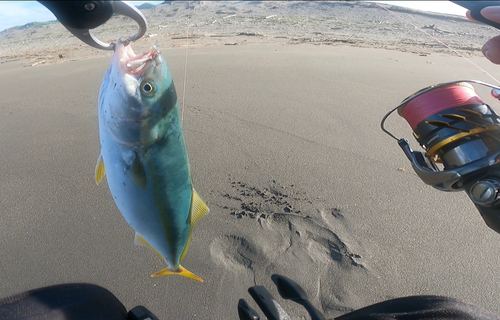 イナダの釣果