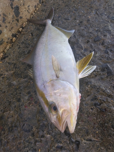 ネリゴの釣果