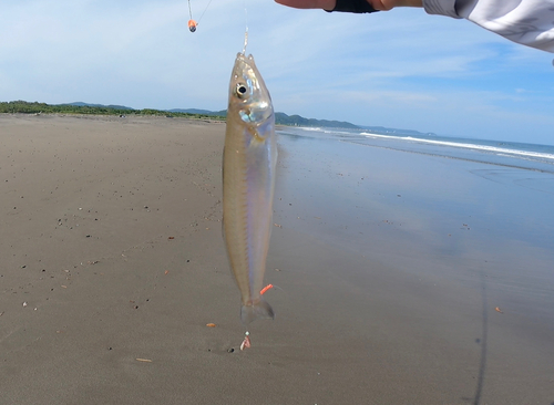 シロギスの釣果