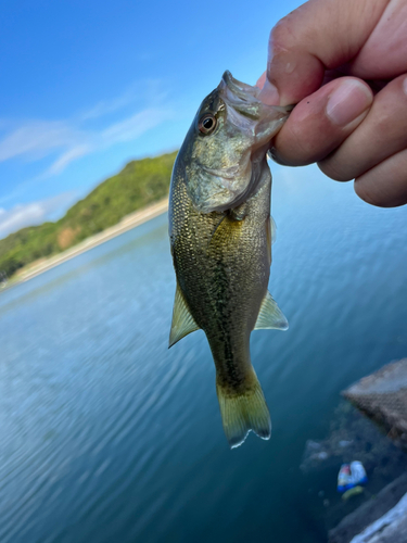 ラージマウスバスの釣果