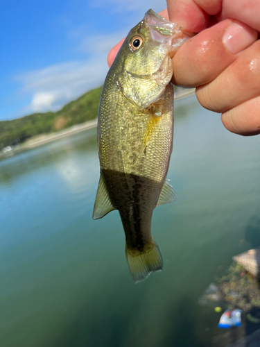 ラージマウスバスの釣果