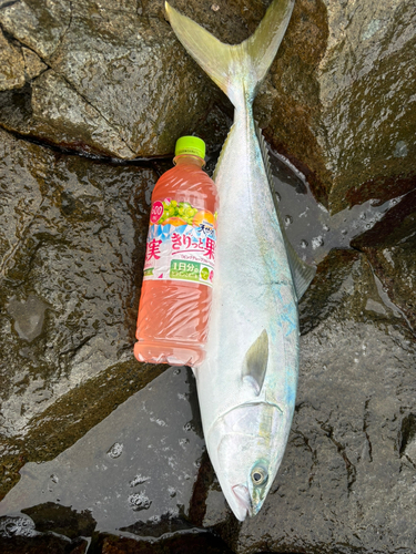 イナダの釣果