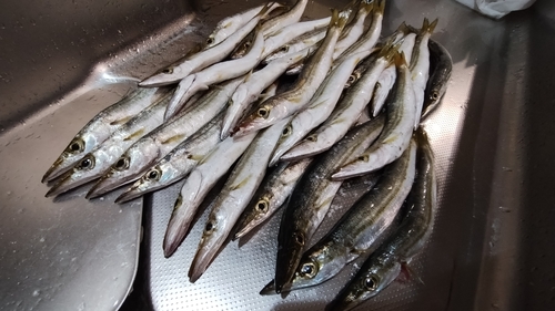 カマスの釣果