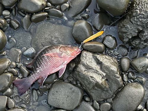 ゴマフエダイの釣果