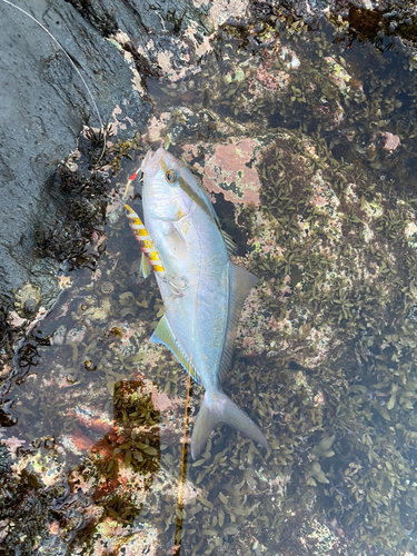 ショゴの釣果