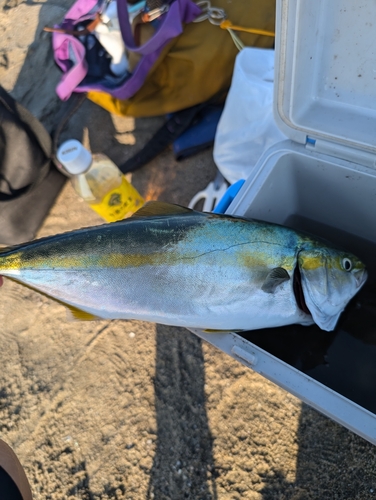 イナダの釣果