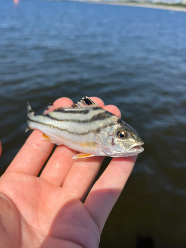 コトヒキの釣果