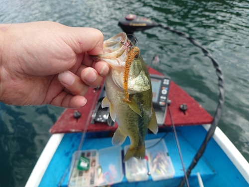 ラージマウスバスの釣果