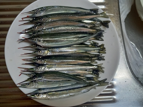 サヨリの釣果