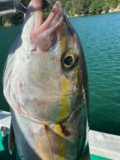 カンパチの釣果