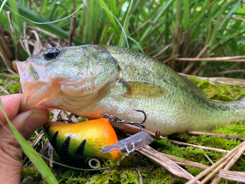 ラージマウスバスの釣果