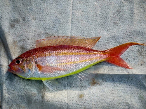 イトヨリダイの釣果