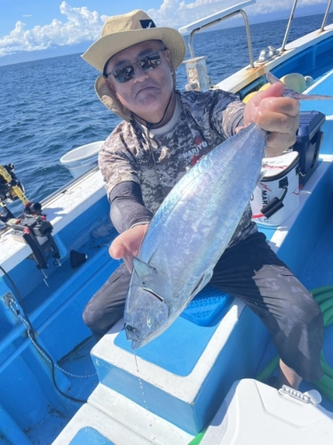 カツオの釣果