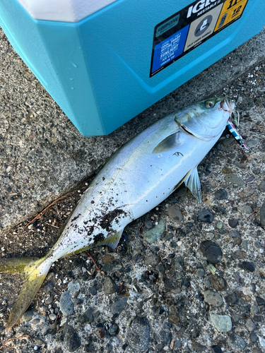 イナダの釣果