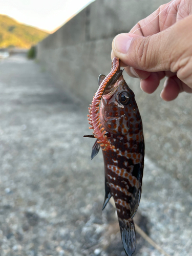 アコウの釣果