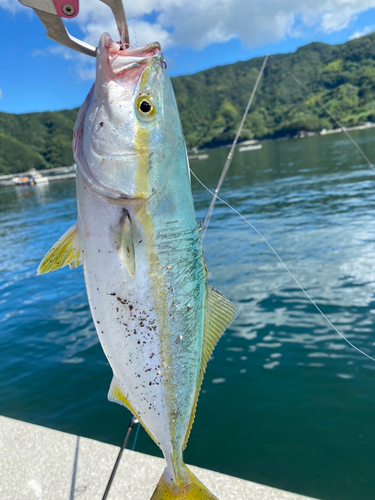 ツバスの釣果