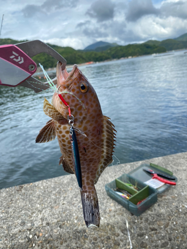 オオモンハタの釣果