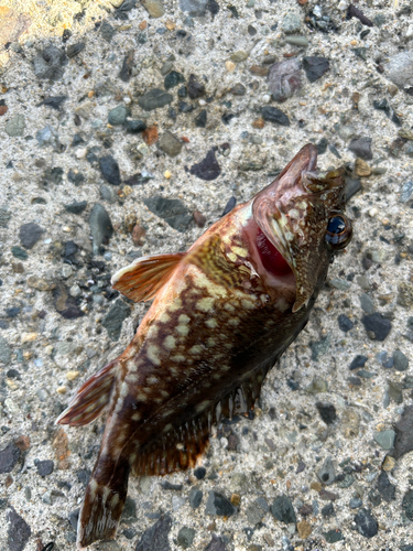 ガシラの釣果