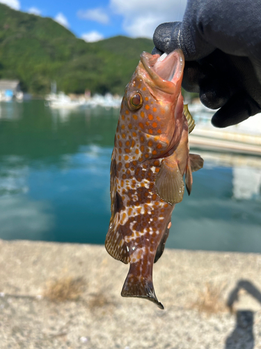 アコウの釣果