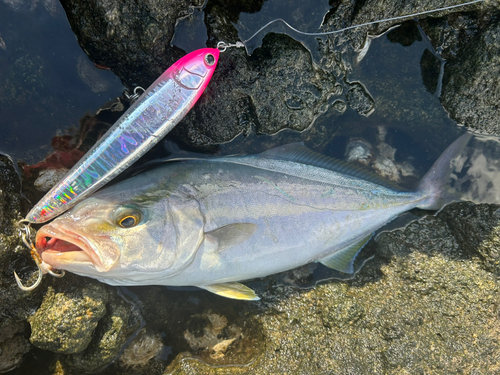 ショゴの釣果