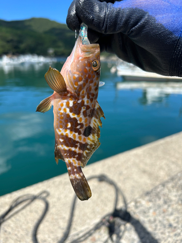 アコウの釣果