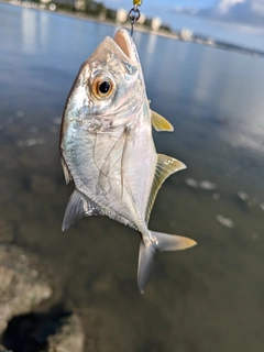 メッキの釣果