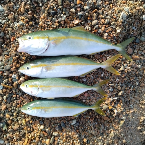 ツバイソの釣果