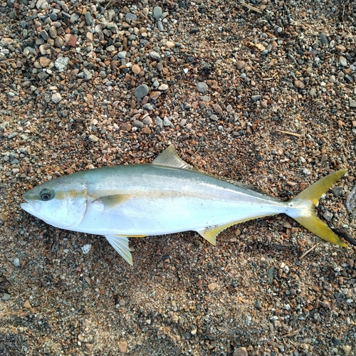 ヒラマサの釣果