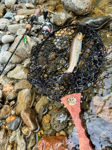 イワナの釣果