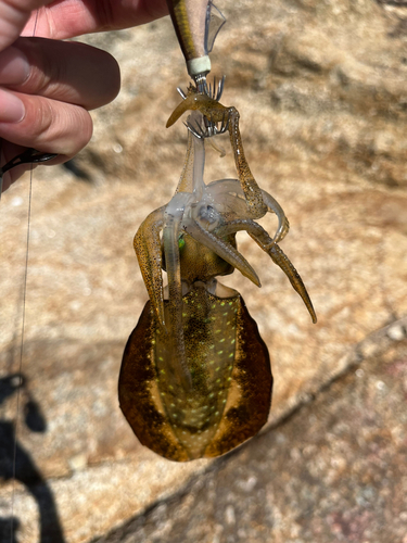 アオリイカの釣果