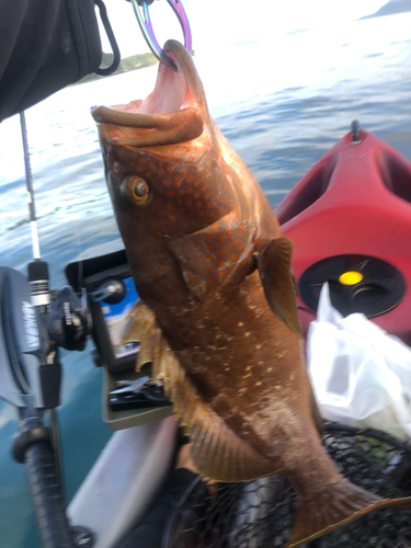 アコウの釣果